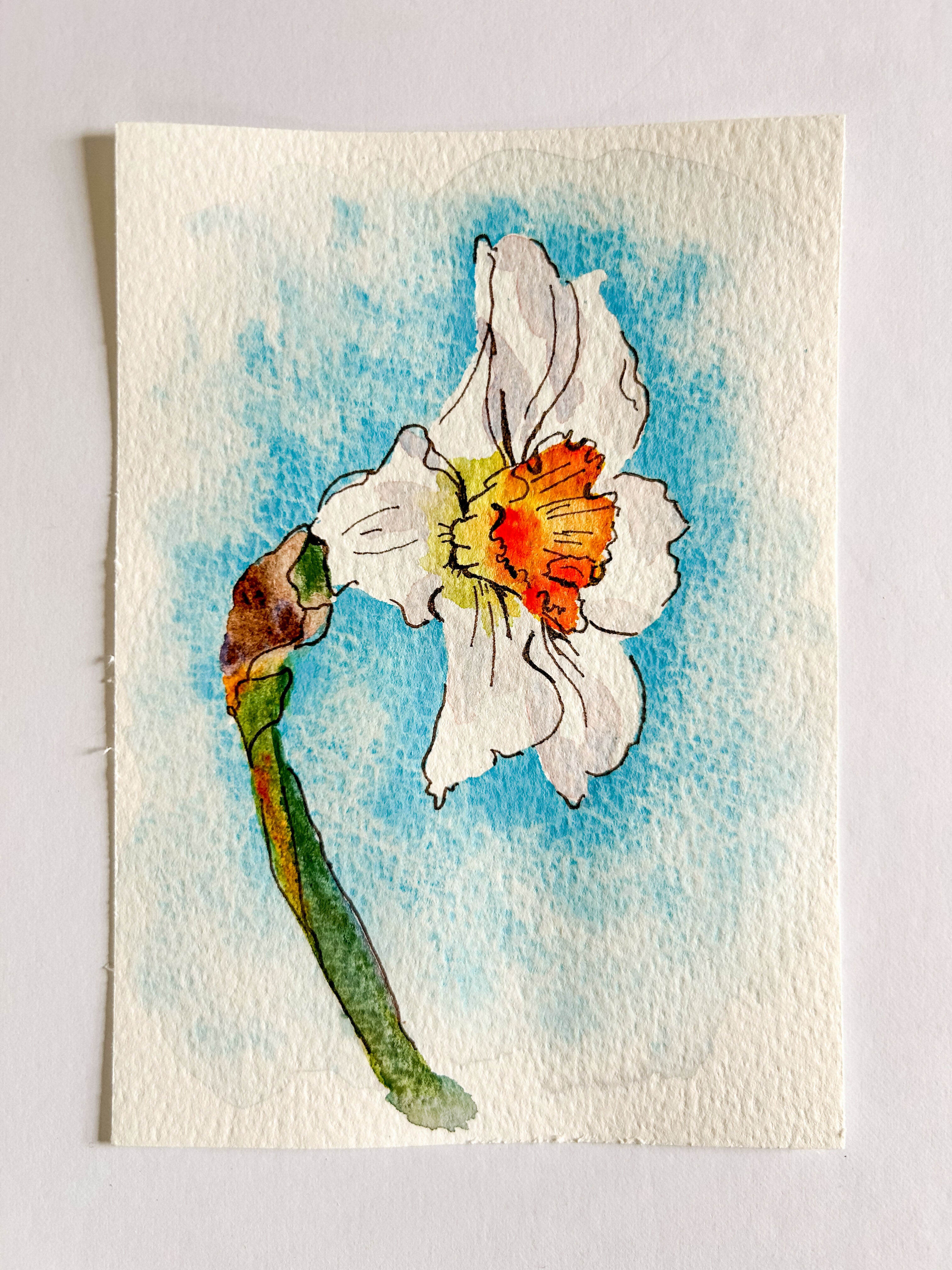 Heather Kiser White Narcissus No. 1