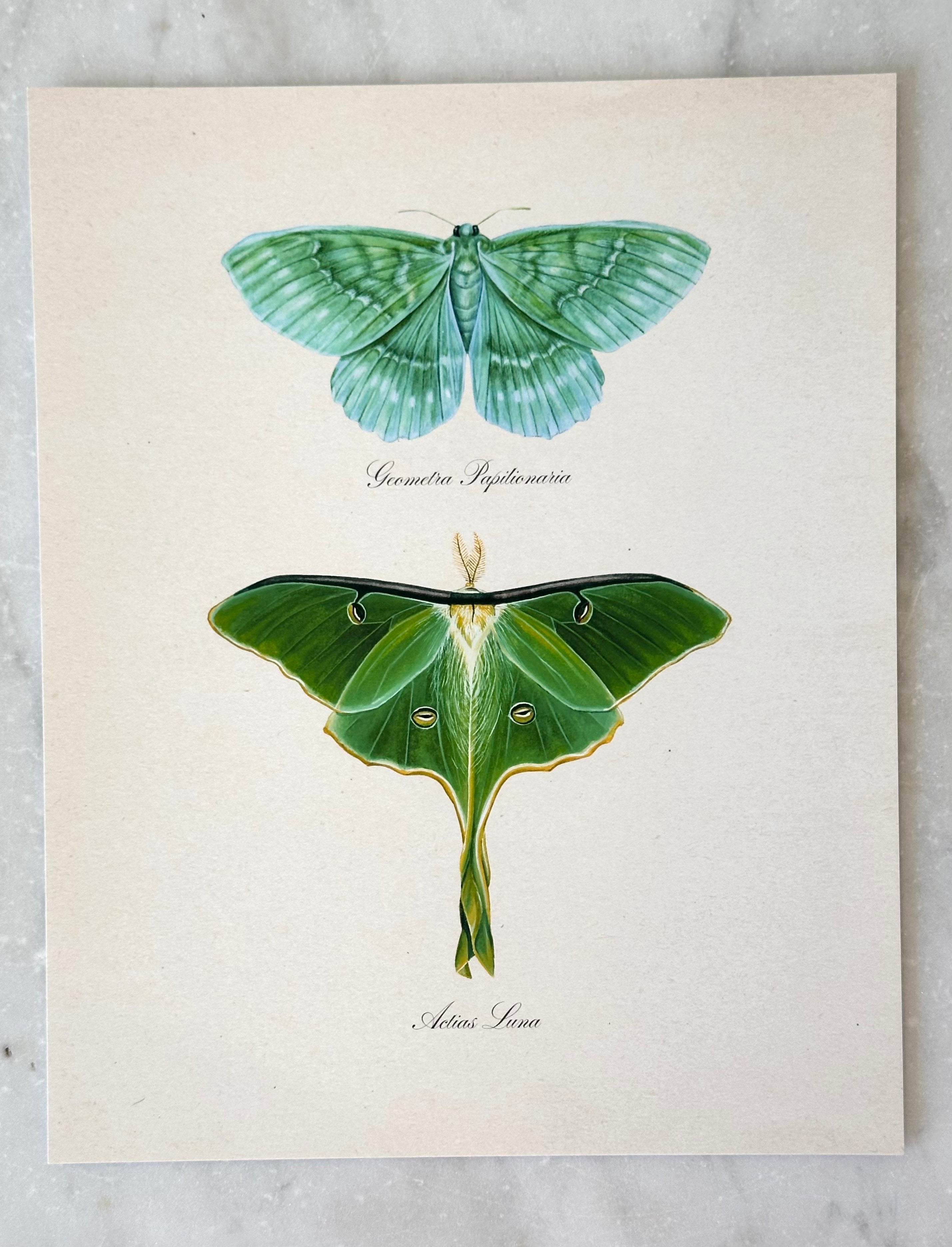 Emerald + Luna Moths Print