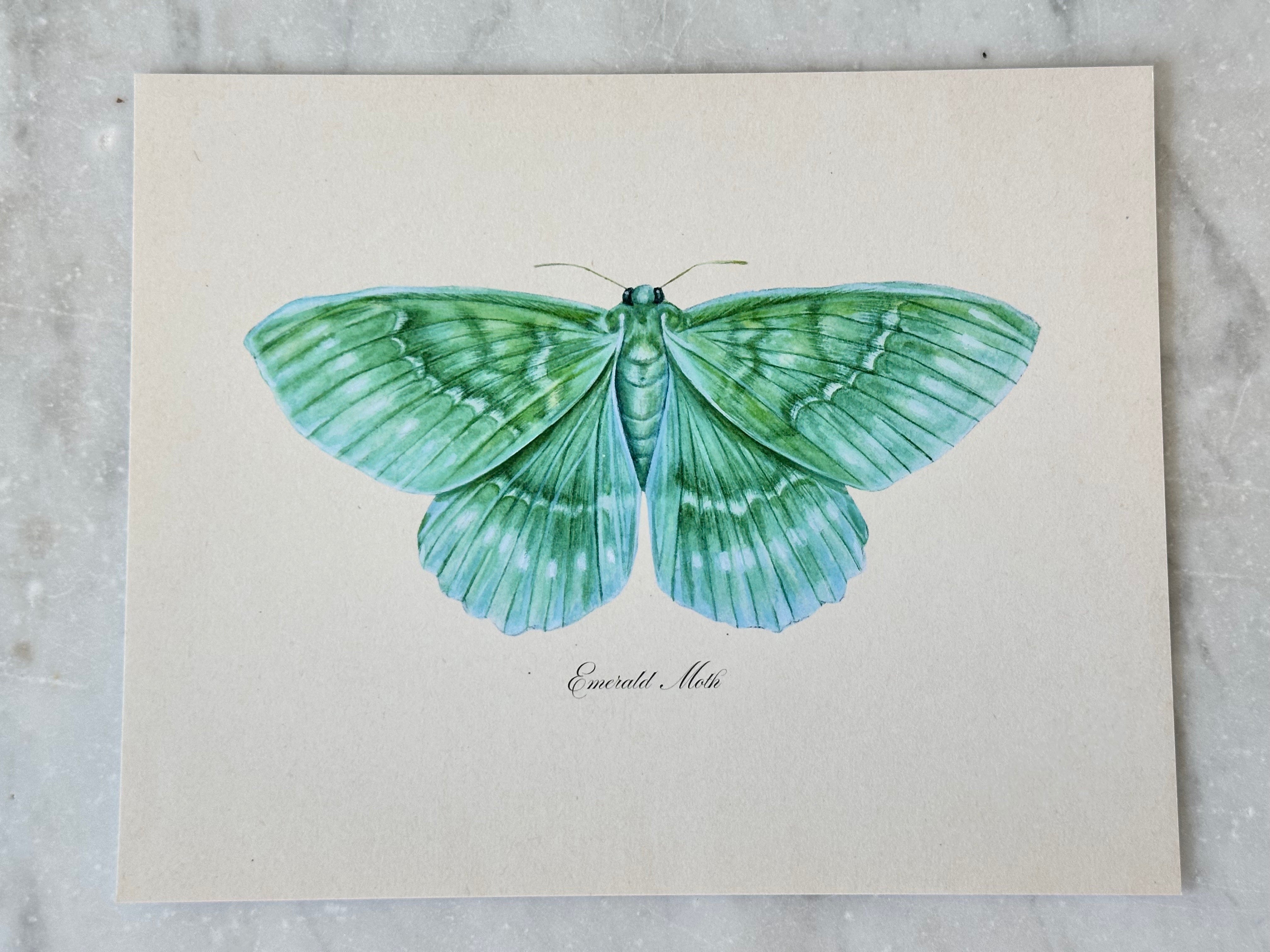 Emerald Moth Print