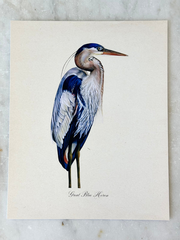 Great Blue Heron Print