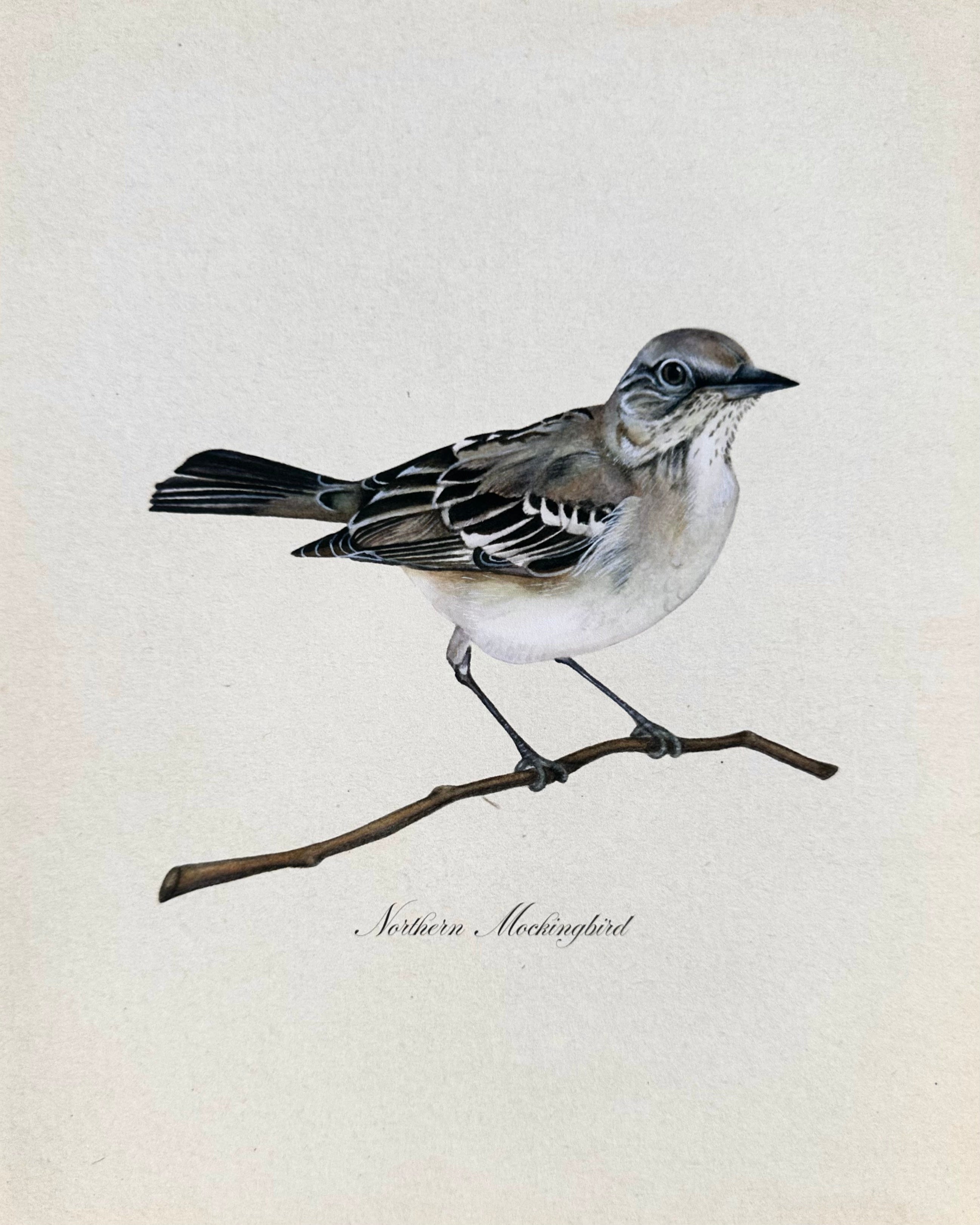 Northern Mockingbird Print