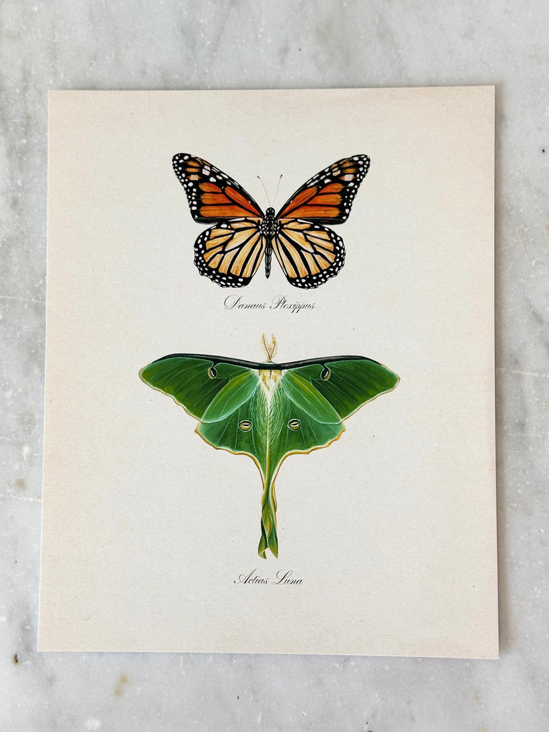 Monarch + Luna Print