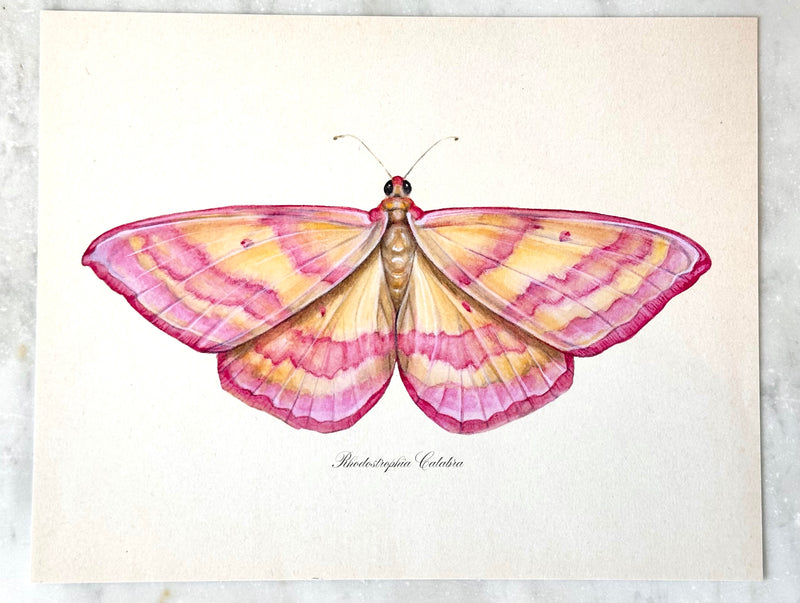 Pink Lined Moth Print
