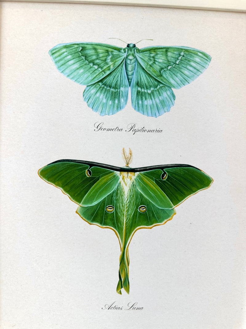 Emerald + Luna Moths Print