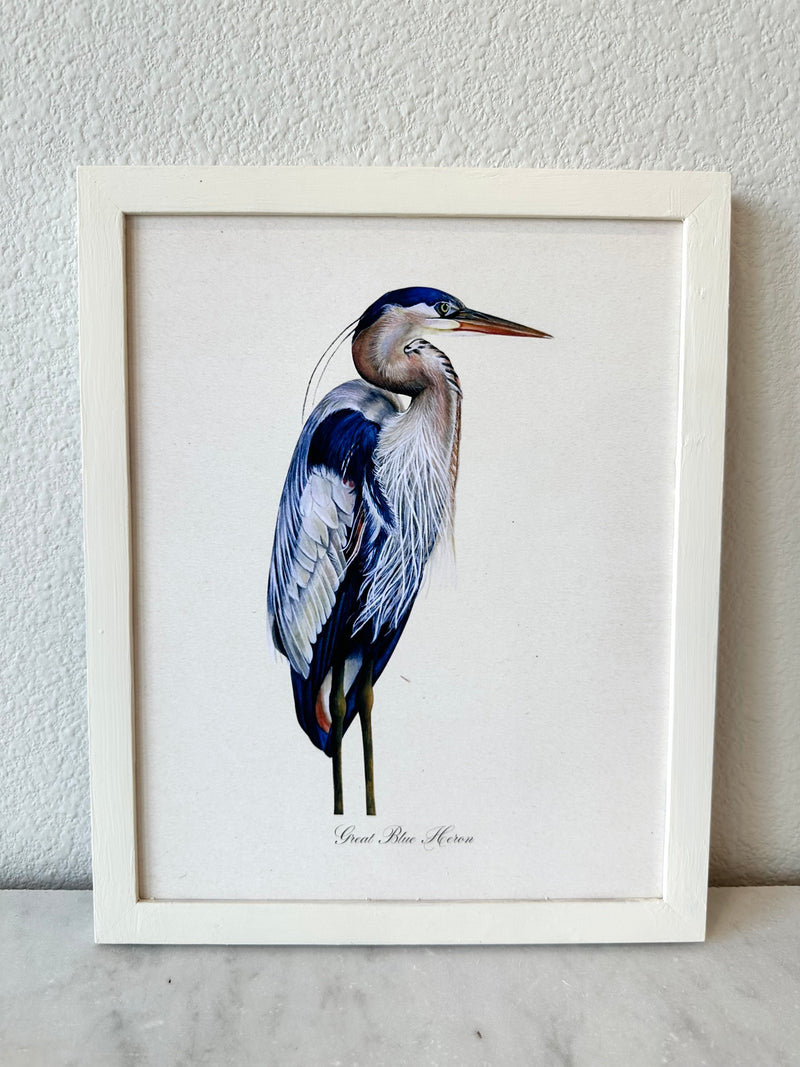 Great Blue Heron Print
