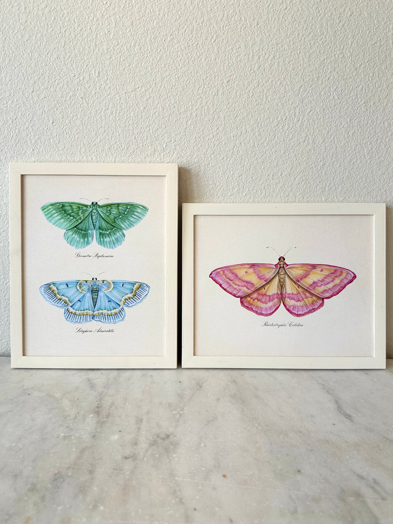 Pink Lined Moth Print