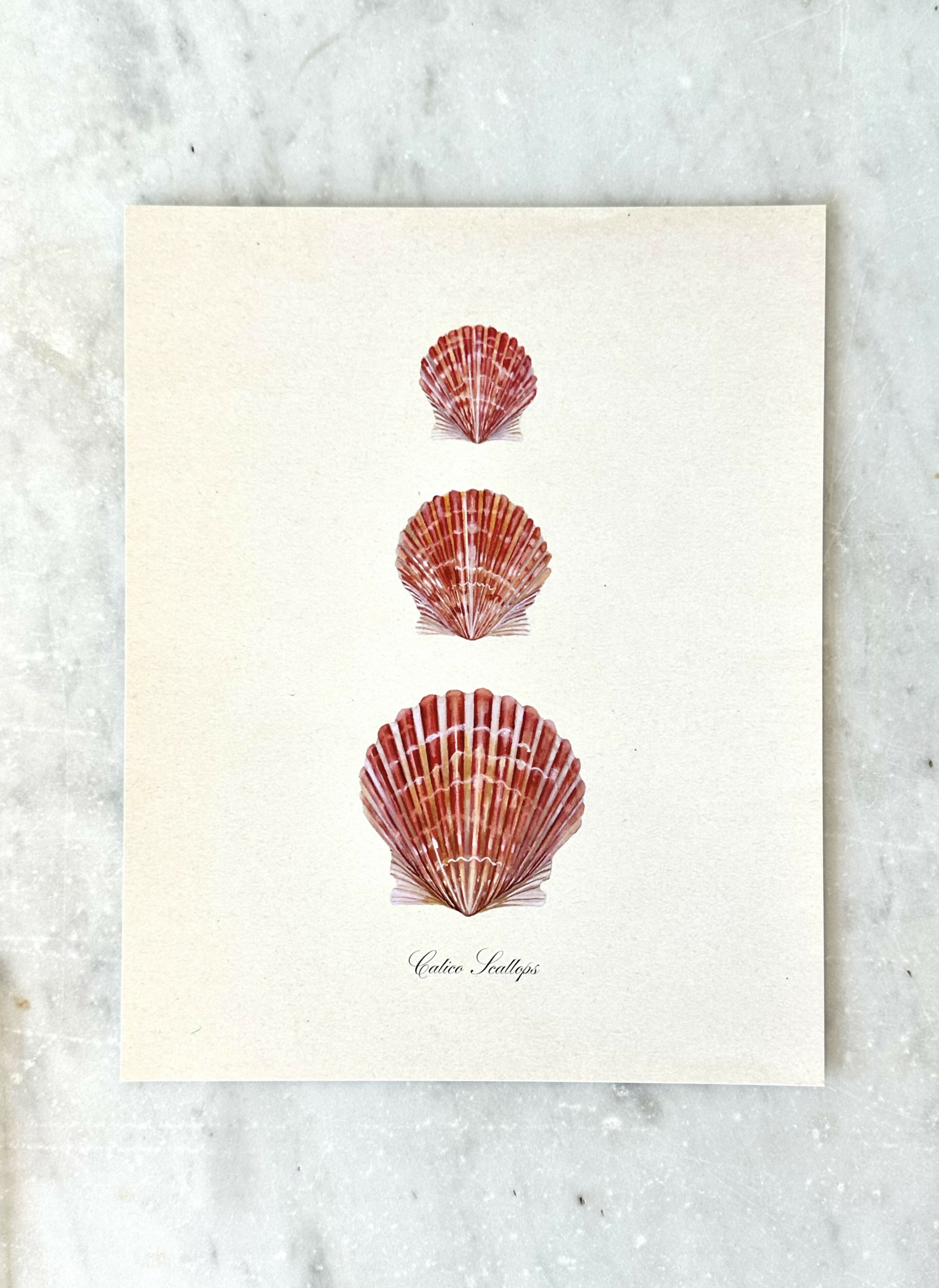 Calico Scallop Print