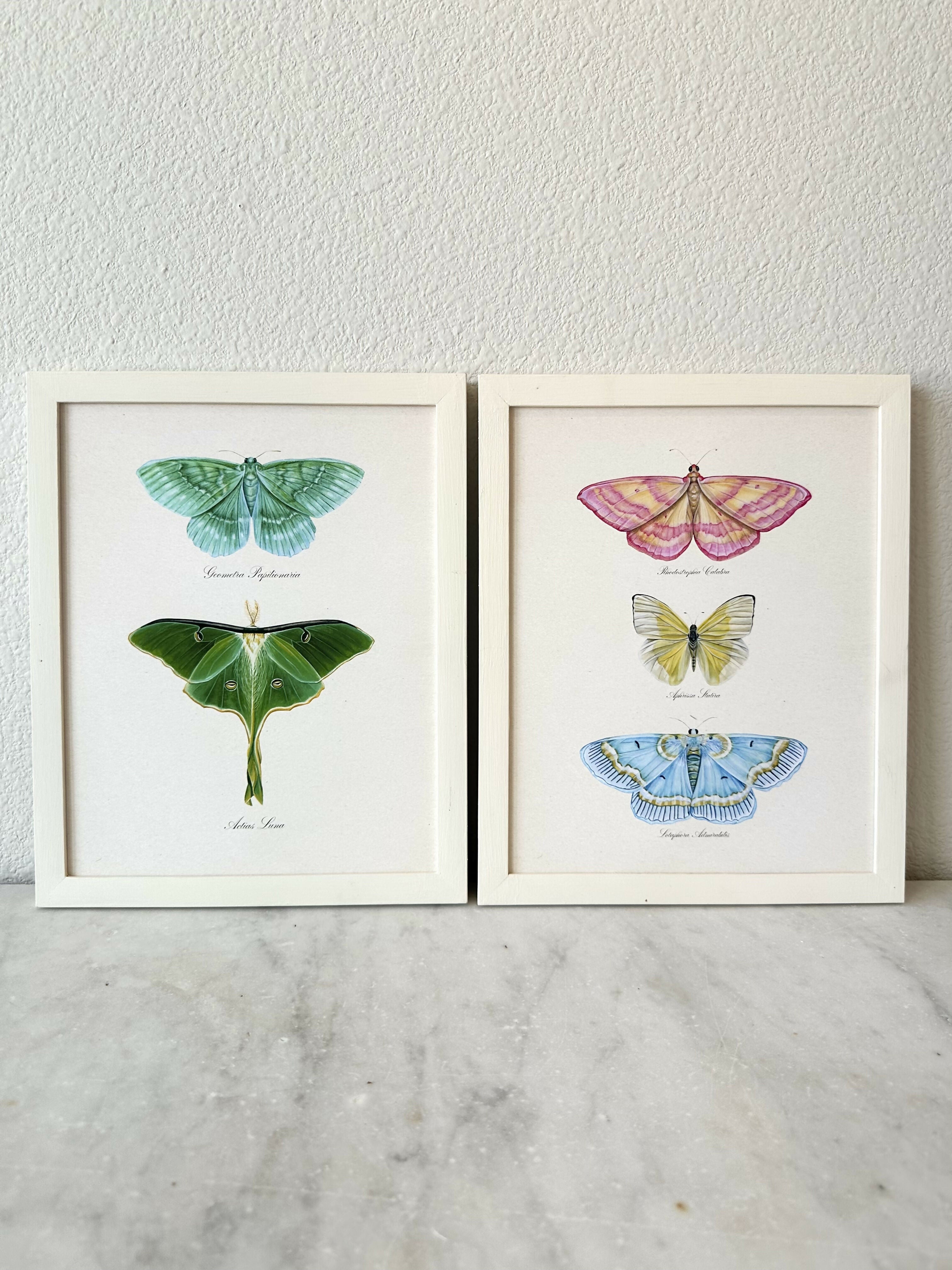 Emerald + Luna Moths Print