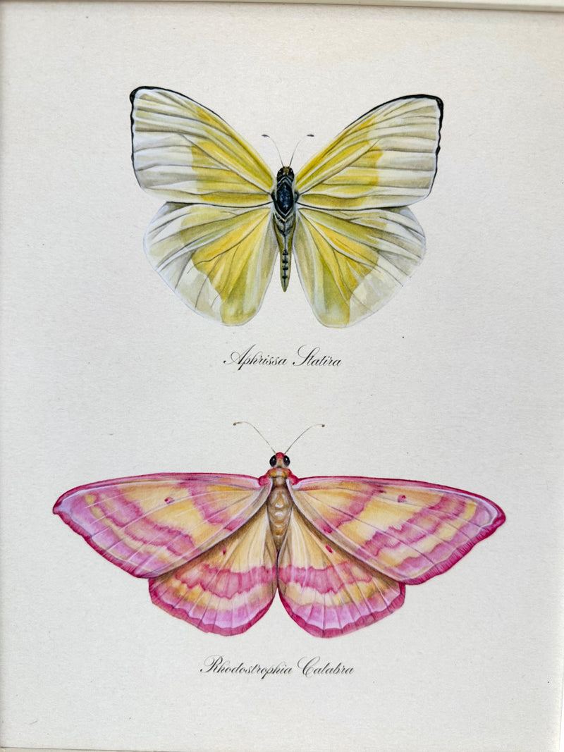 Yellow Butterfly + Pink Moth Print
