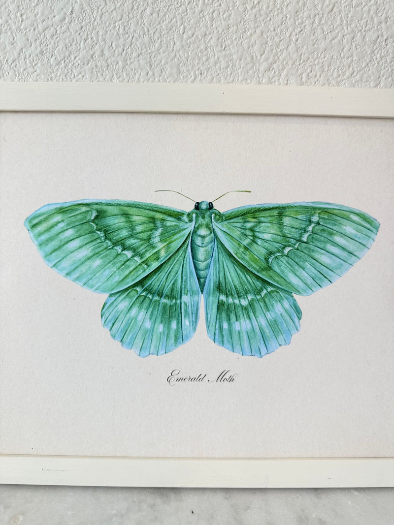Emerald Moth Print