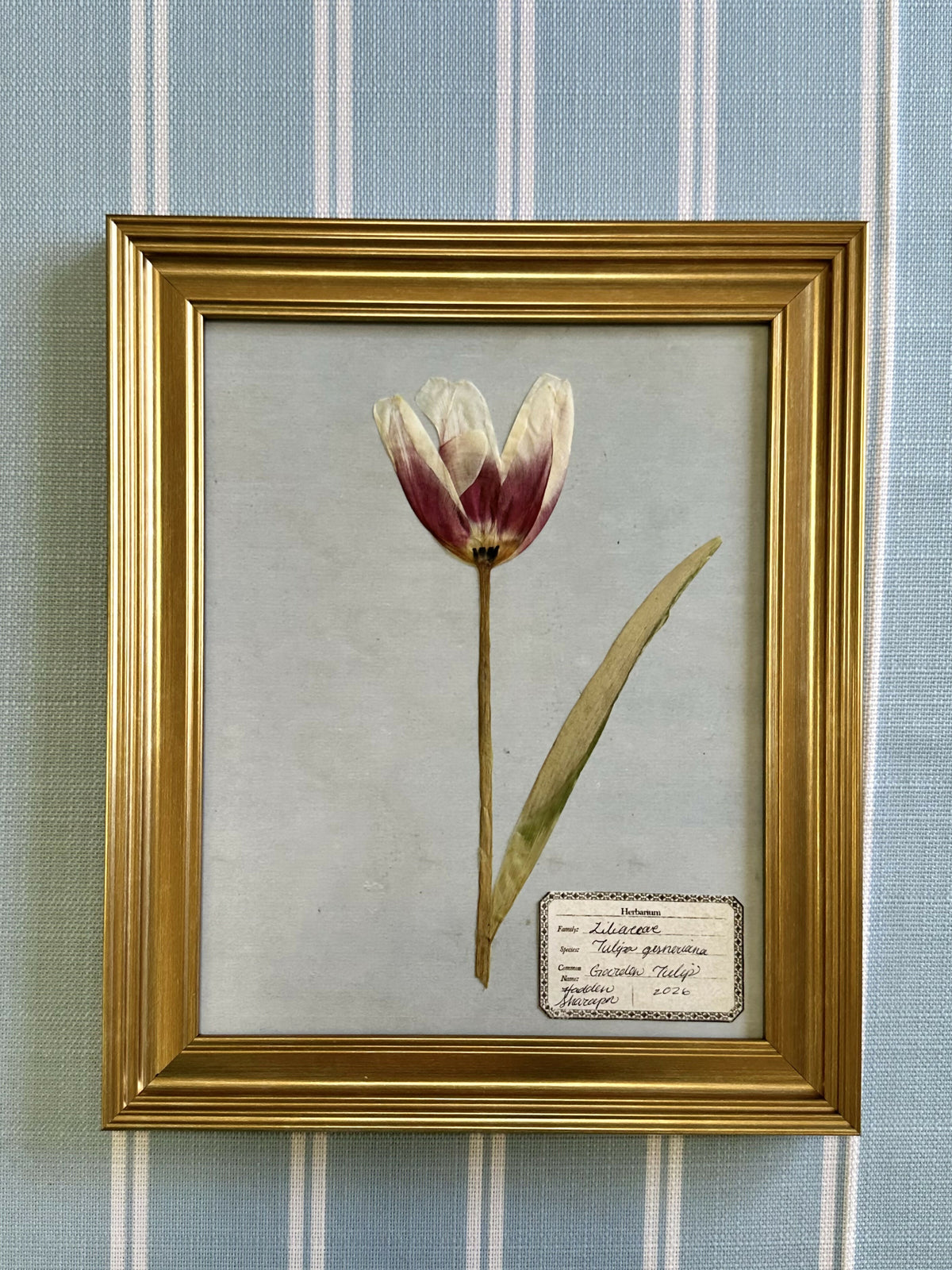 Pressed Tulip #1