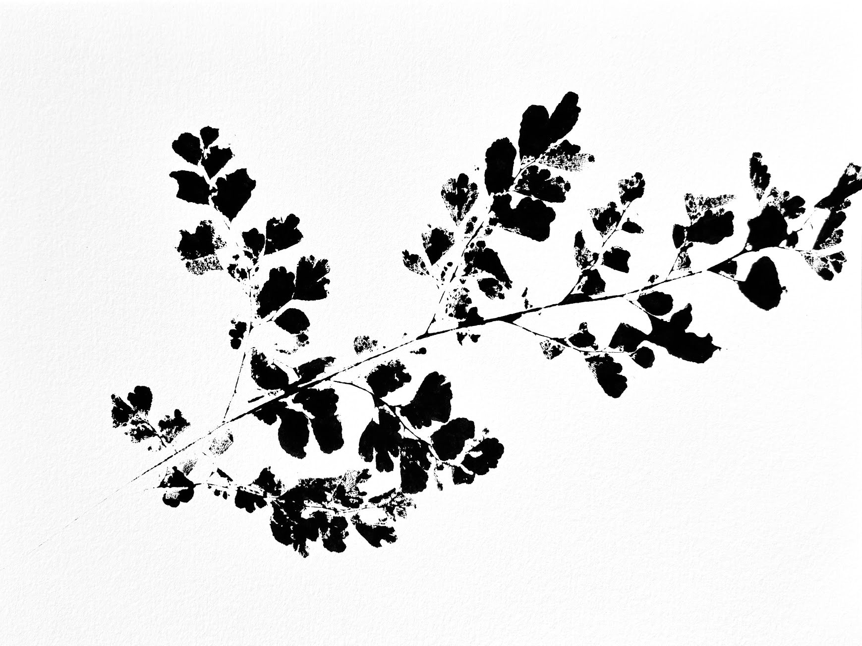 Maidenhair Fern  Ink Transfer