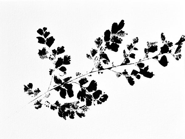 Maidenhair Fern  Ink Transfer