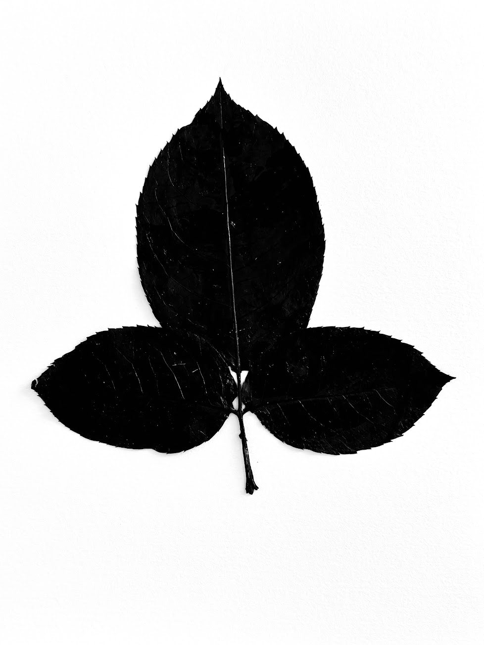 Bladdernut Branch  Ink Transfer