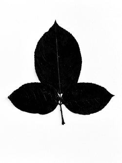 Bladdernut Branch  Ink Transfer