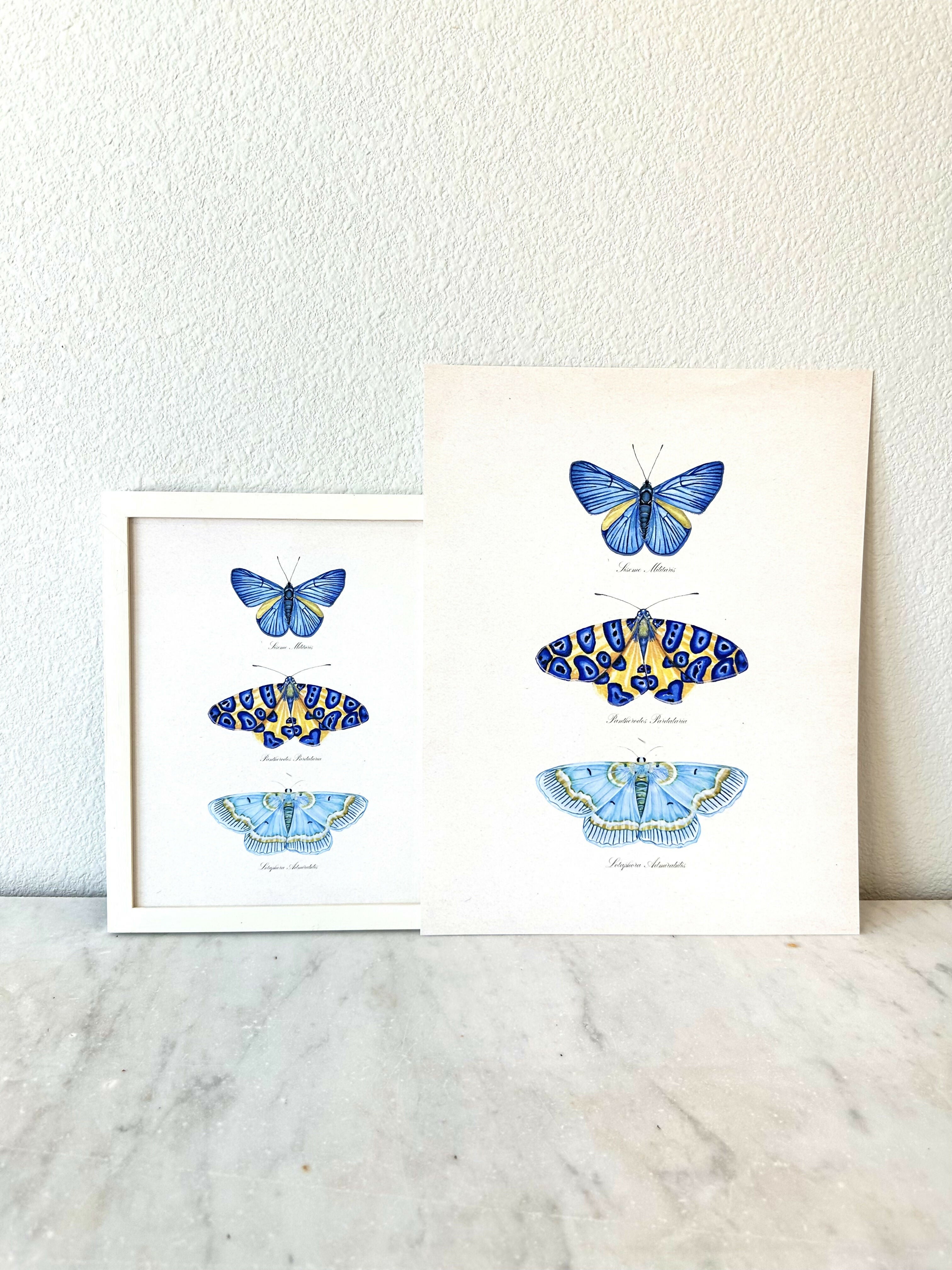 Butterfly Trio #3 Print