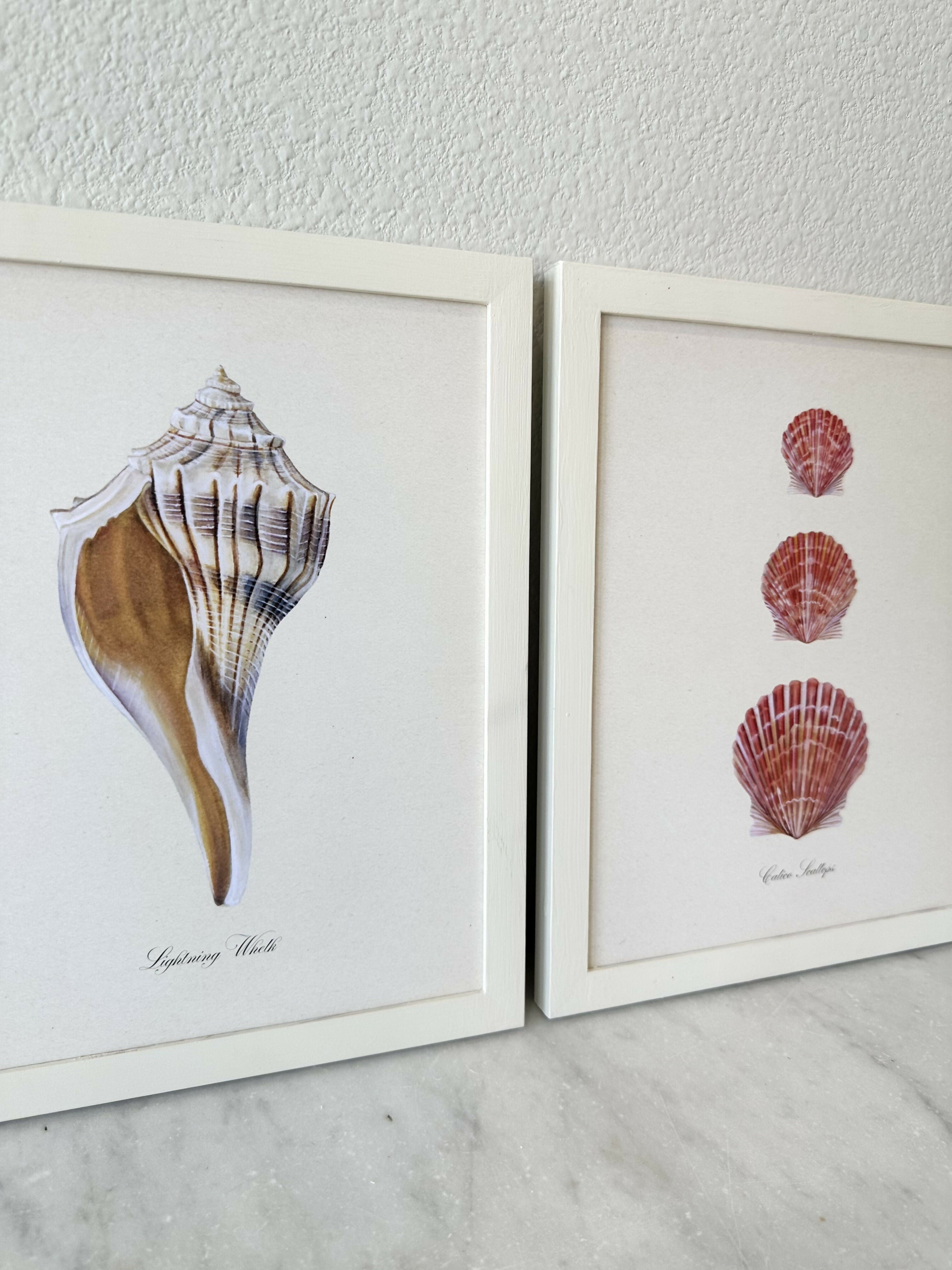 Lightning Whelk Print