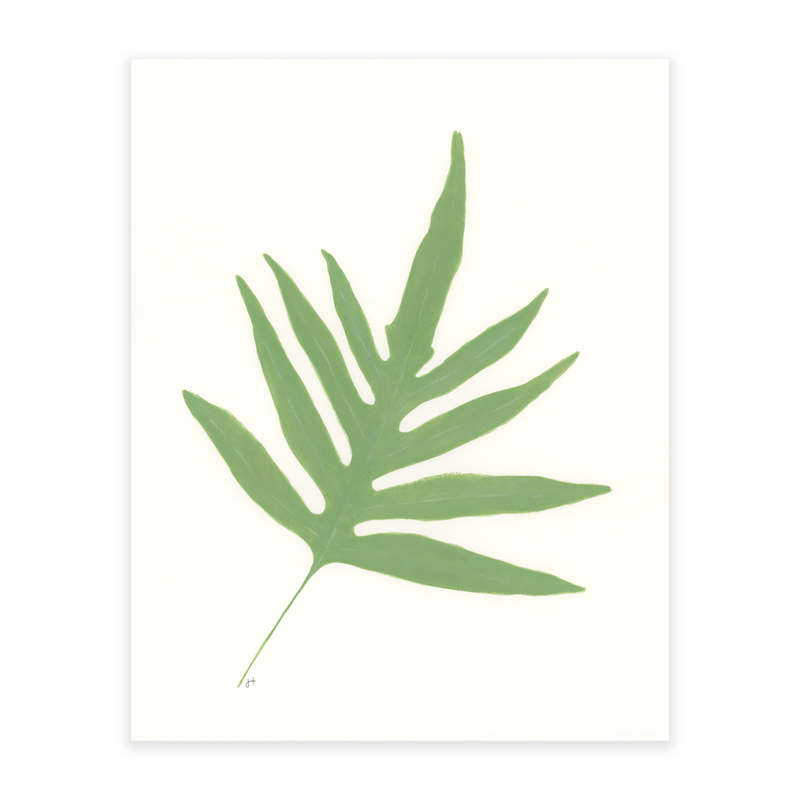Blue Star Fern 1