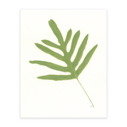 Blue Star Fern 2