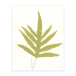 Blue Star Fern 3