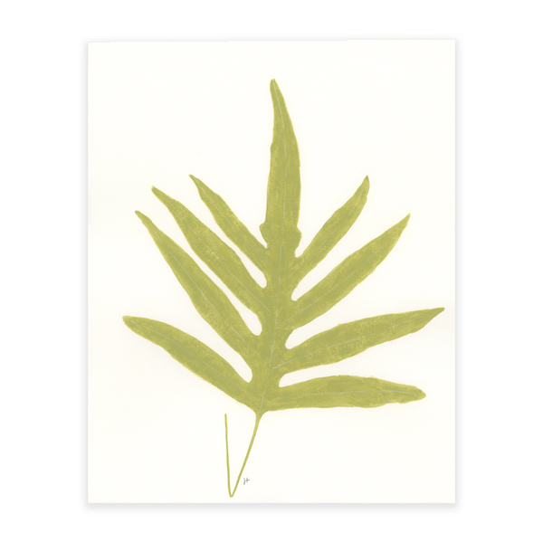 Blue Star Fern 3