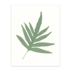 Blue Star Fern 4