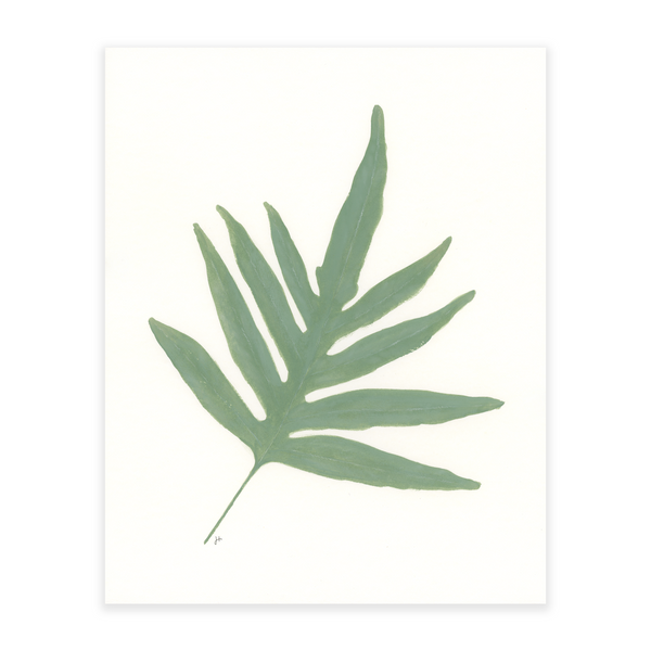 Blue Star Fern 4