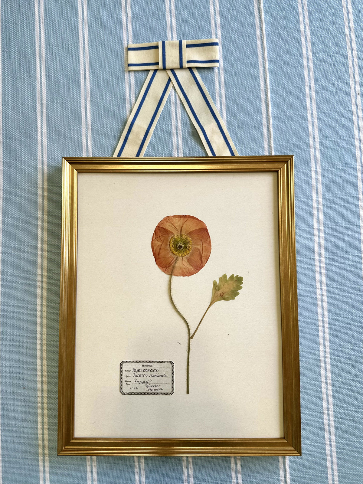 Pressed Poppy #1