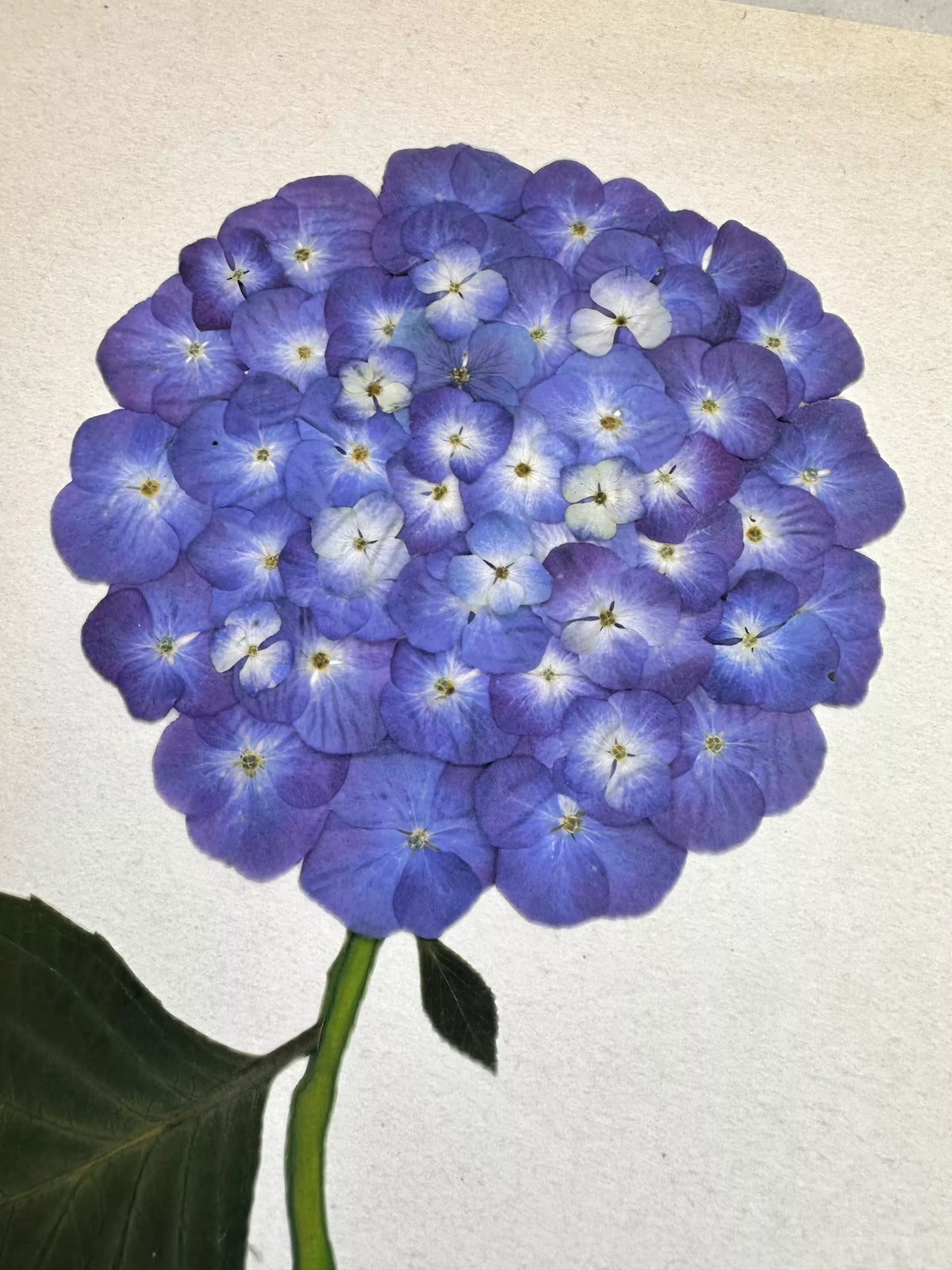 Indigo Pressed Hydrangea Giclée Print