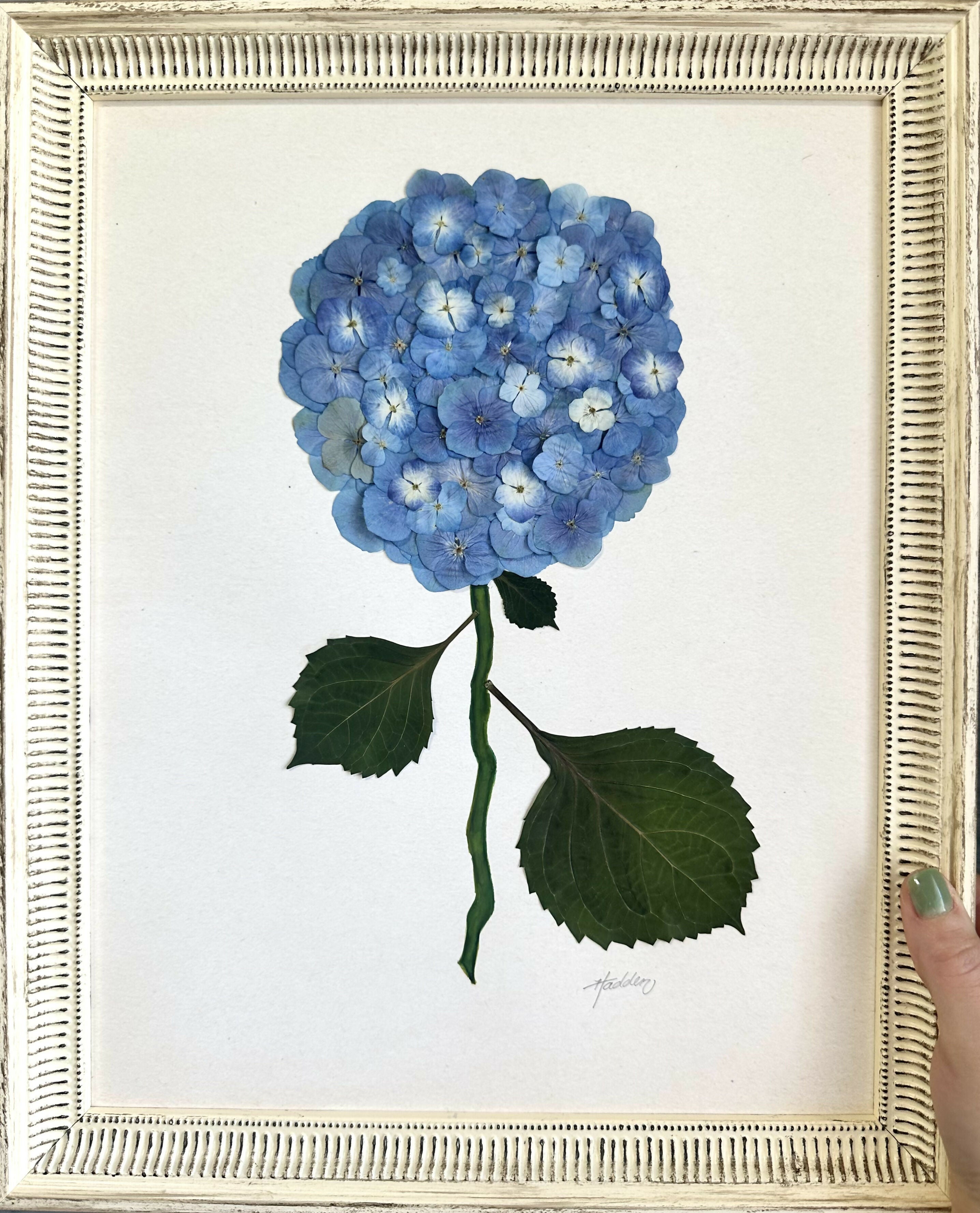 Pressed Hydrangea I/VII