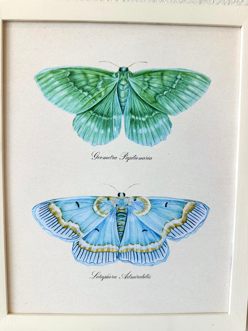 Emerald + Blue Moths Print
