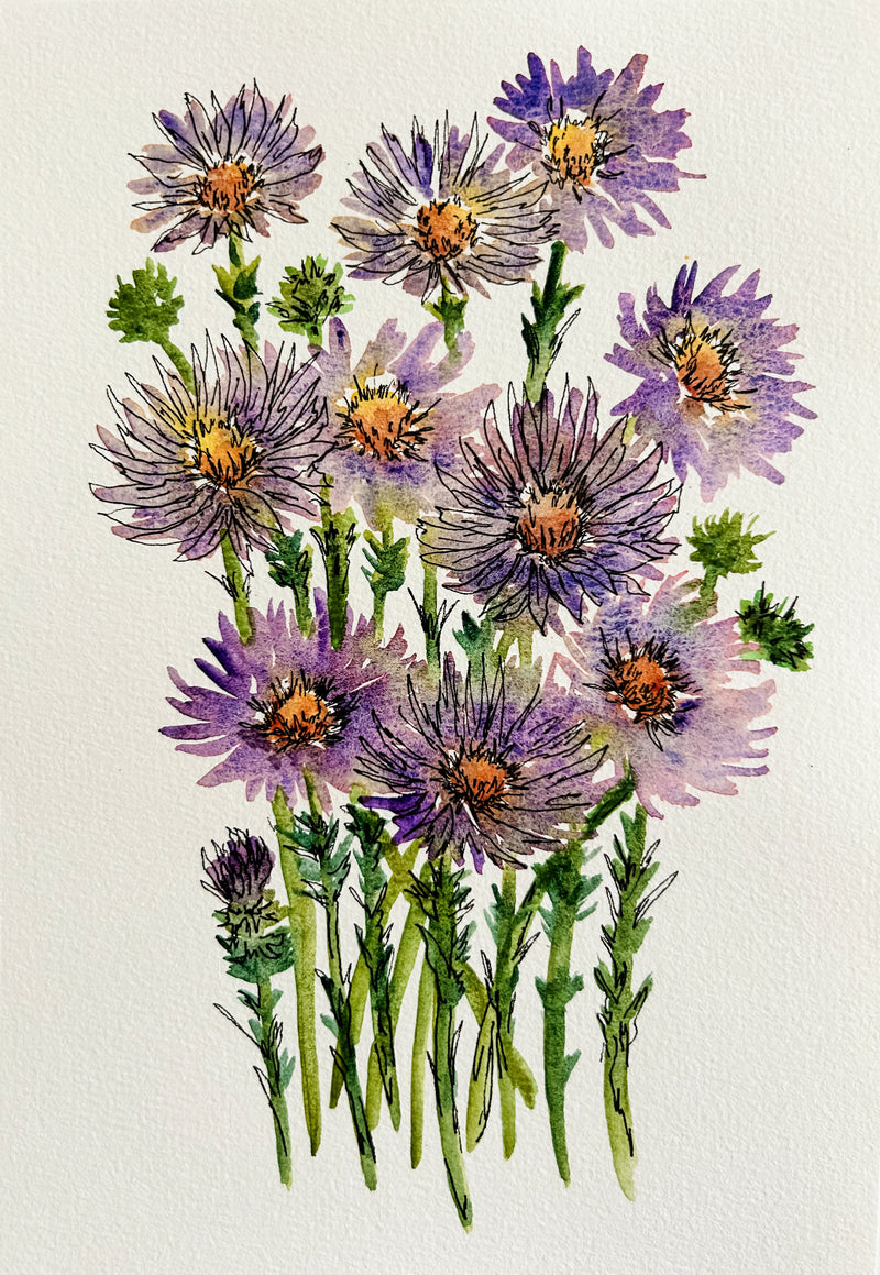 Asters