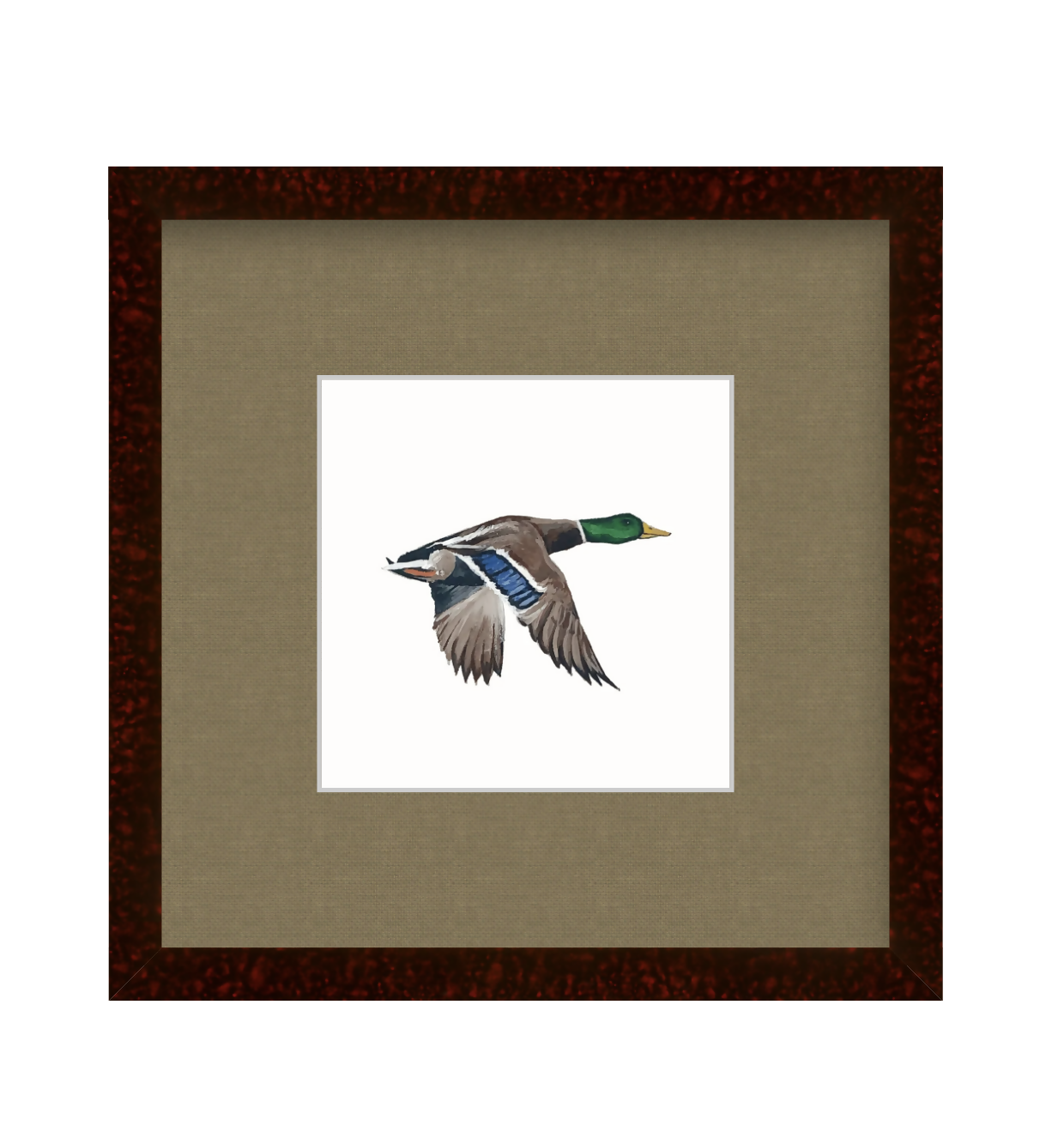 Mallard in Flight Study Print