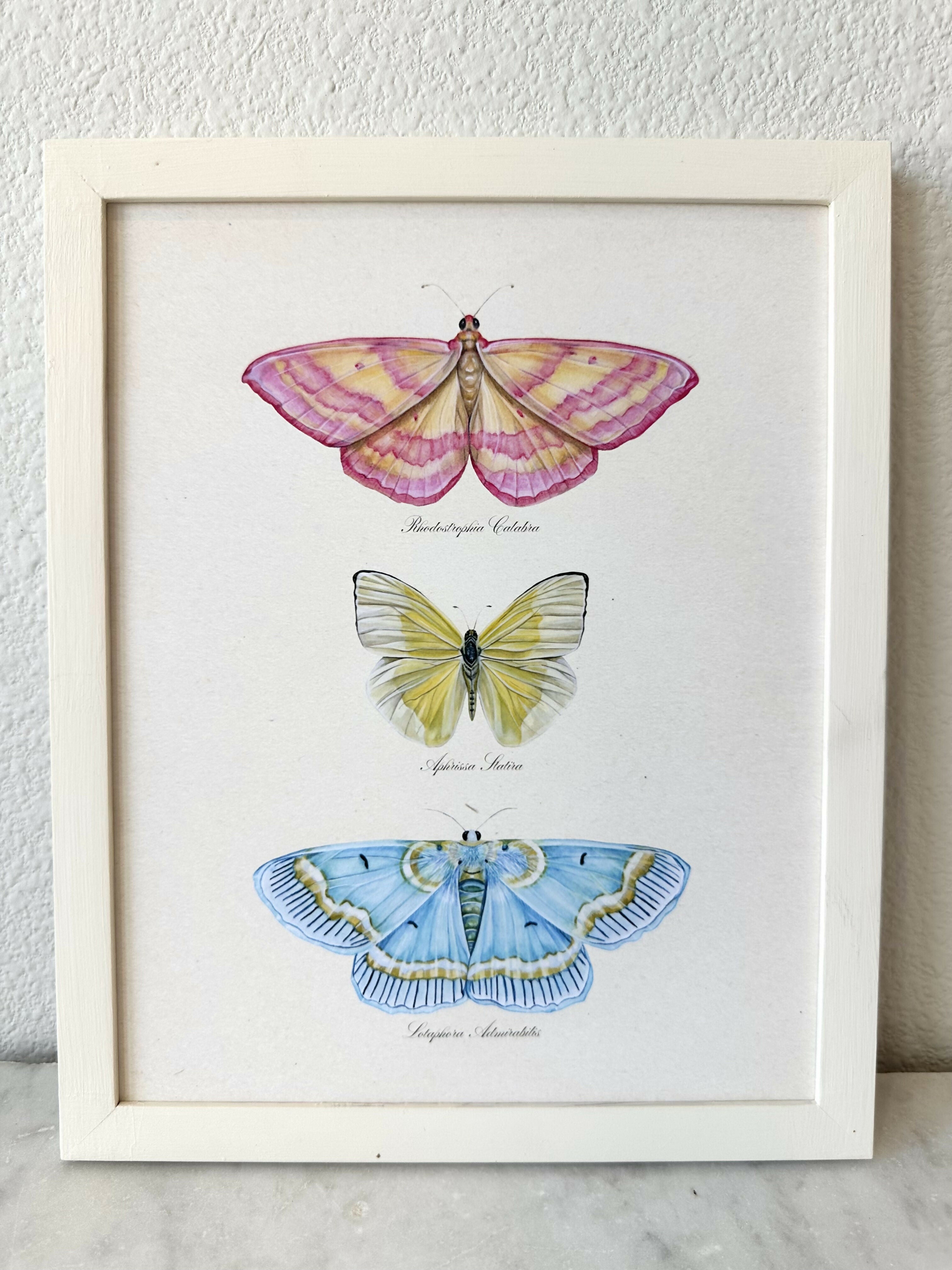 Butterfly Trio #2