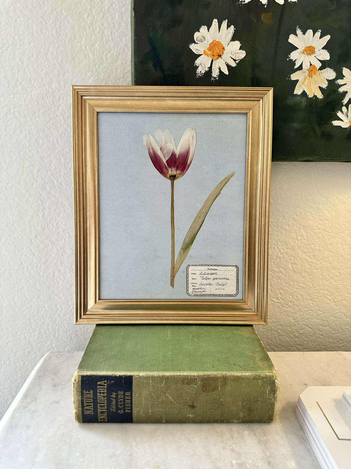Pressed Tulip #1