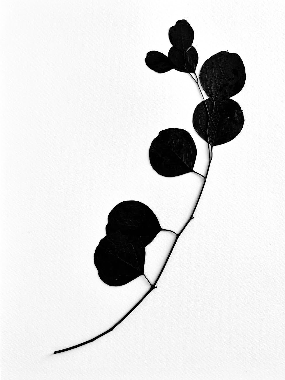 Pressed Eucalyptus dressed in Black Ink