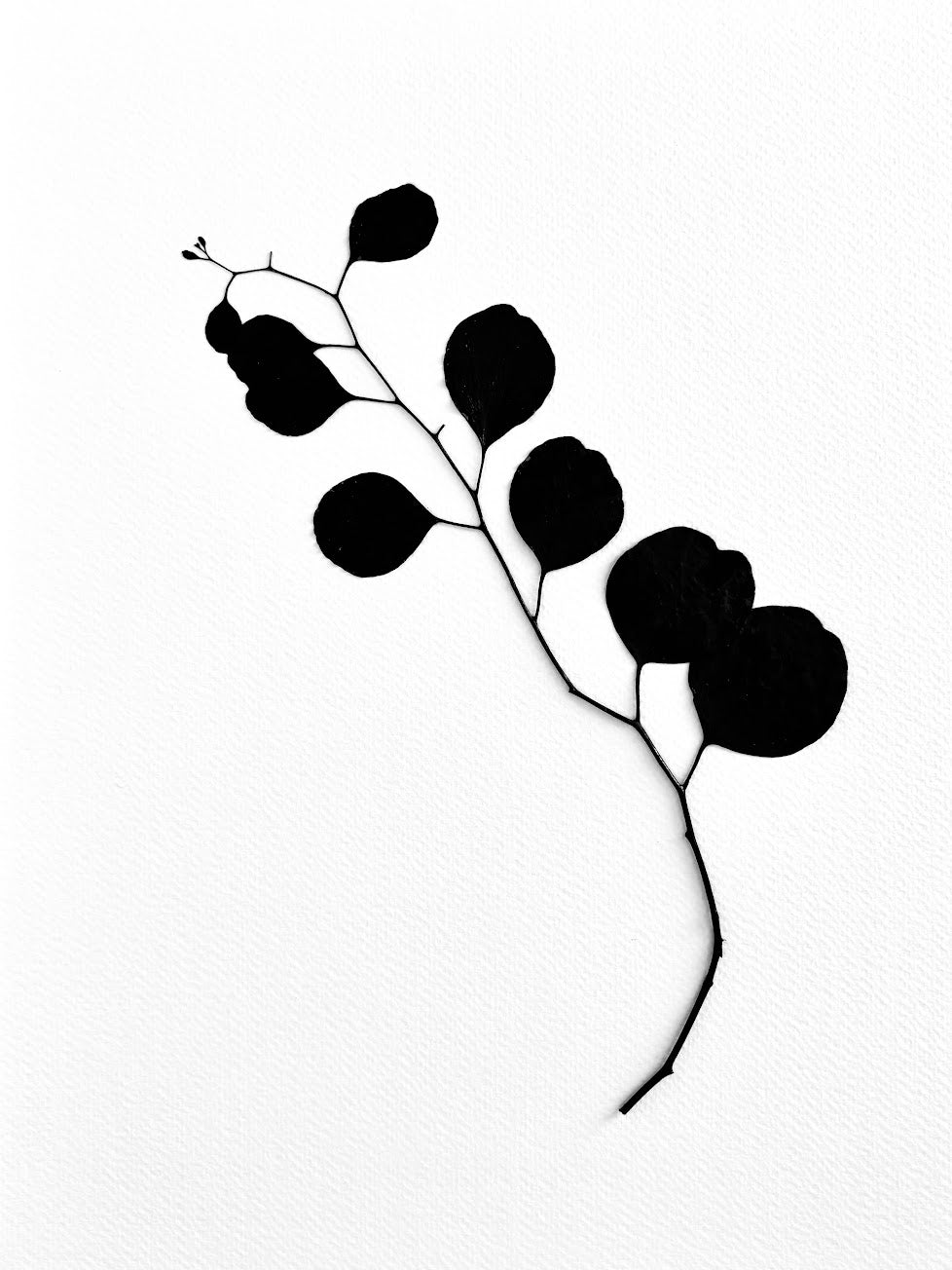 Pressed Eucalyptus dressed in black ink