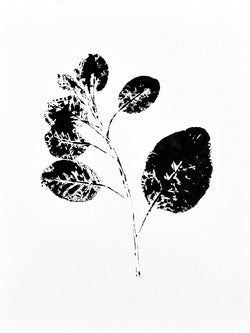 Smoke Tree Twig Ink transfer