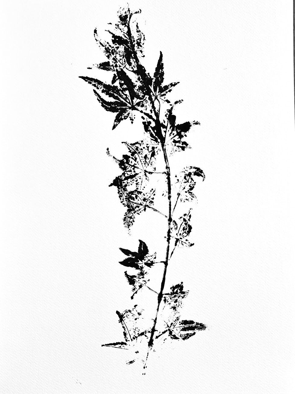Japanese Maple Branch Ink Transfer