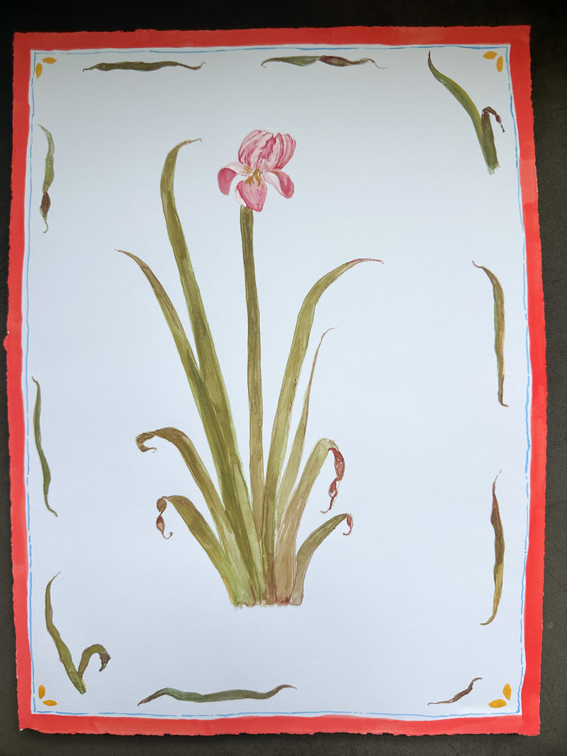 Iris