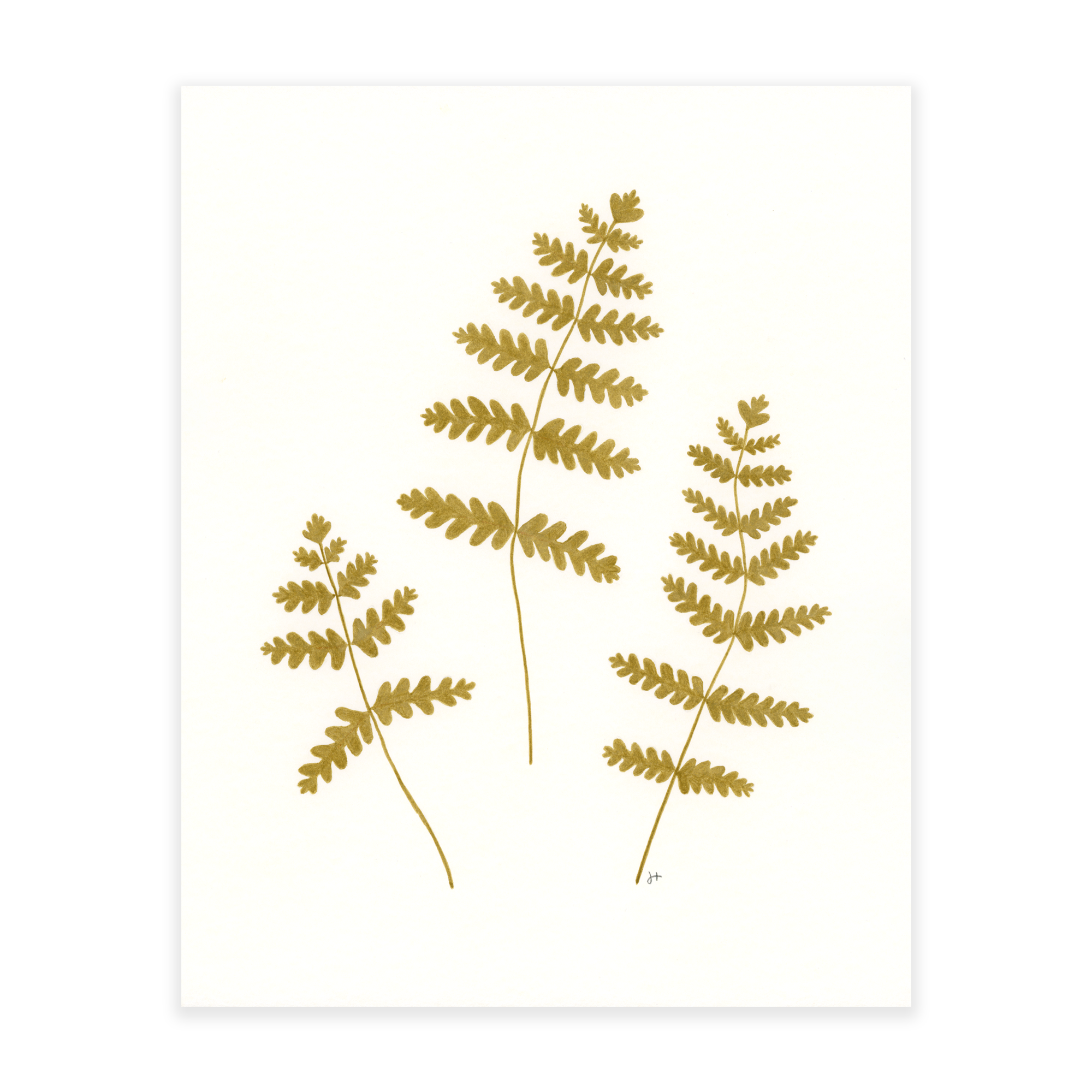 Interrupted Fern - Ochre