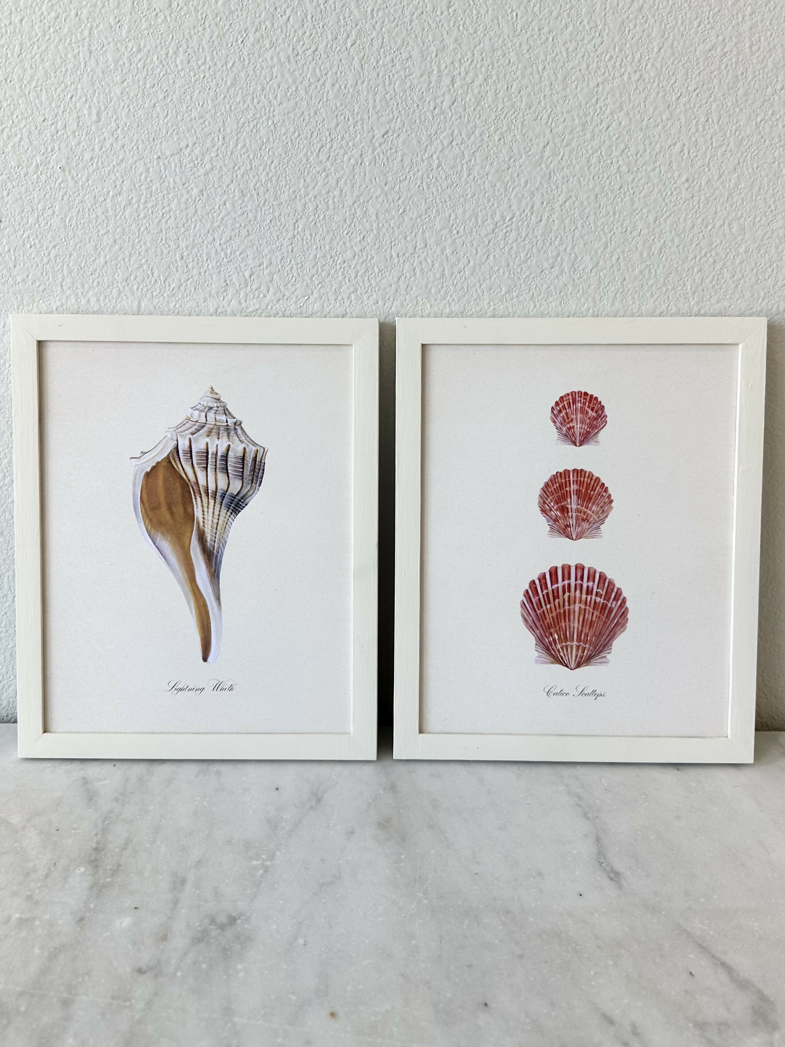 Calico Scallop Print