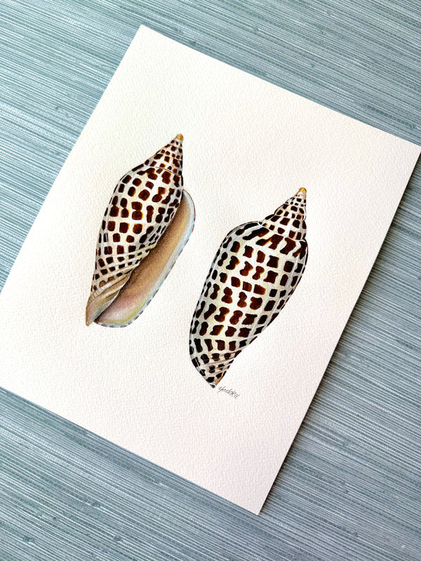 Junonia