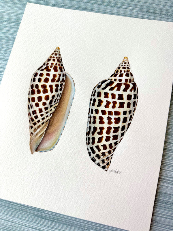 Junonia