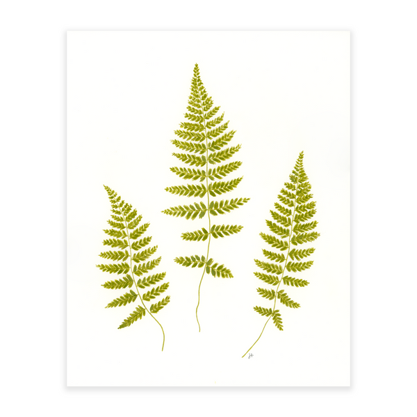 Lady Fern Trio