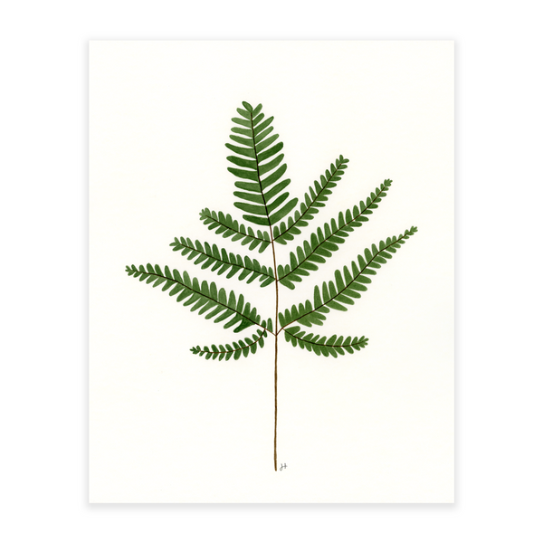 Maidenhair Fern