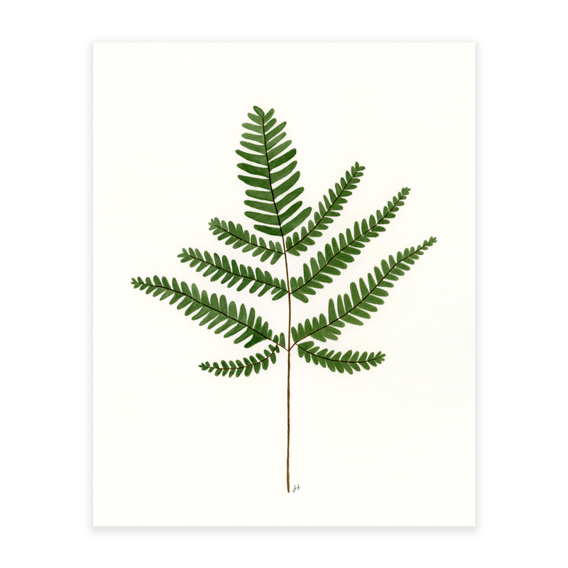 Maidenhair Fern