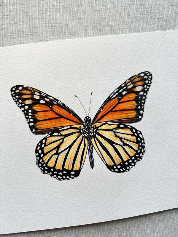 Monarch Butterfly