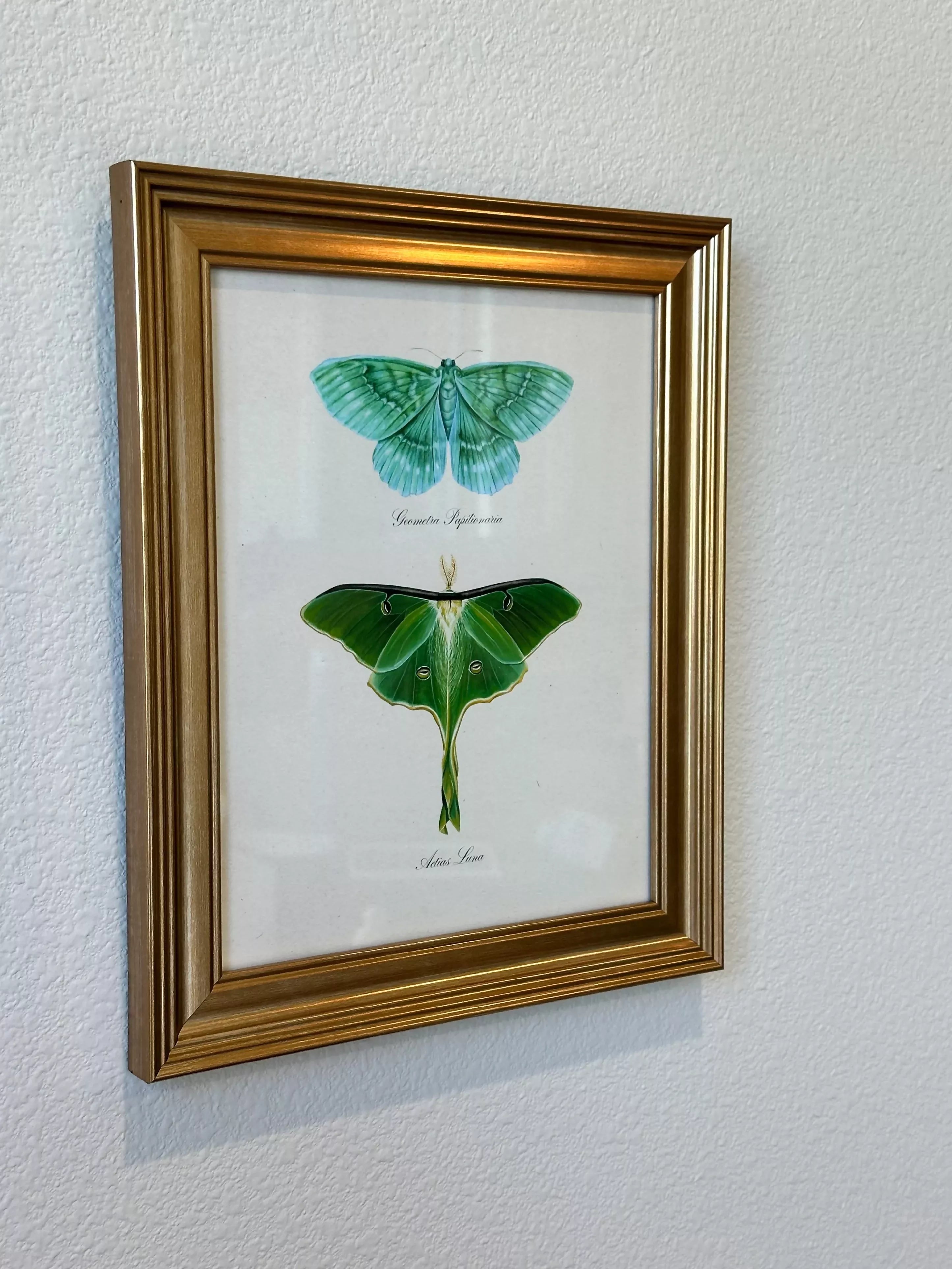 Framed Emerald + Luna Moths Print