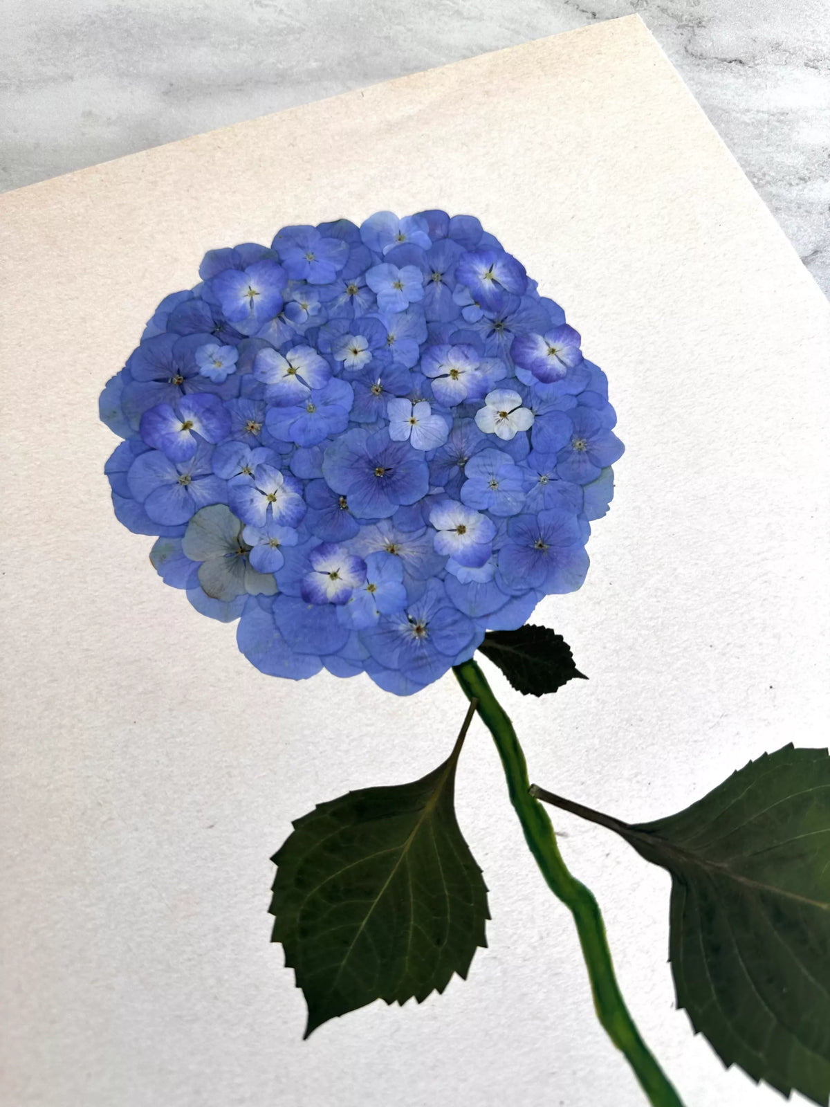 Blue Pressed Hydrangea Giclée Print